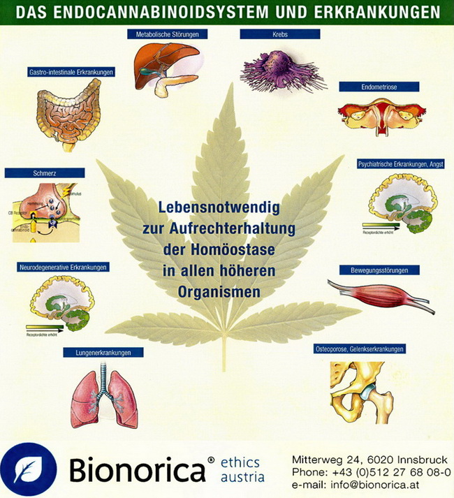 Das Endocannabinoidsystem und Dronabinol von Bionorica