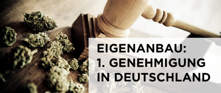 Deutscher Patient erntet legales Cannabis