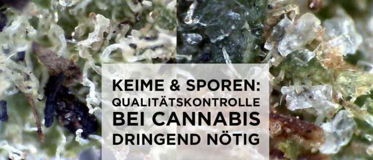 Mangelnde Qualitätskontrolle bei Cannabis-Produkten