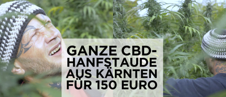 Kärtner Kooperative verkauft ab Feld und fördert ARGE CANNA