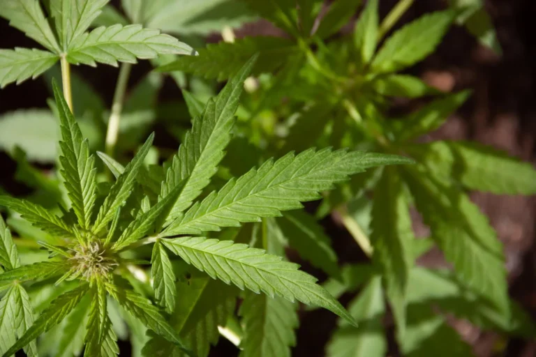 Überfluss an Medizinischem Cannabis in Deutschland